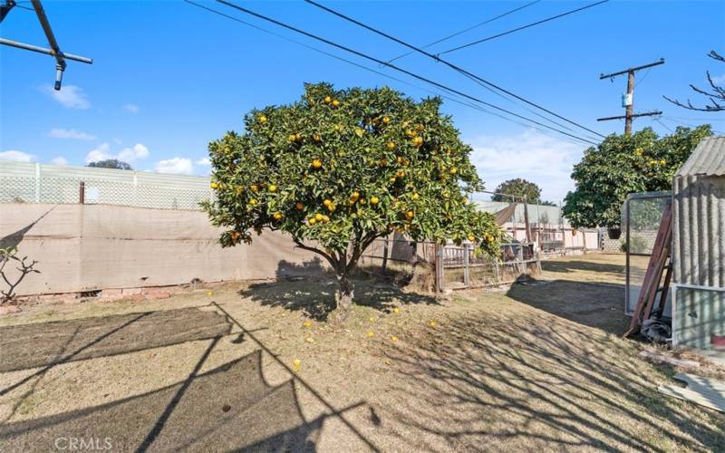 fruit trees in back of yard