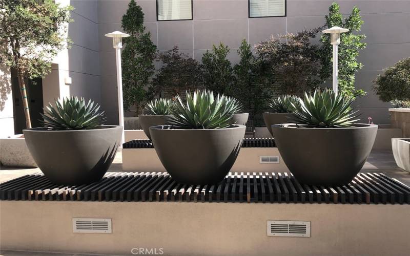 Court Yard pots