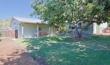 front yard with large avocado tree