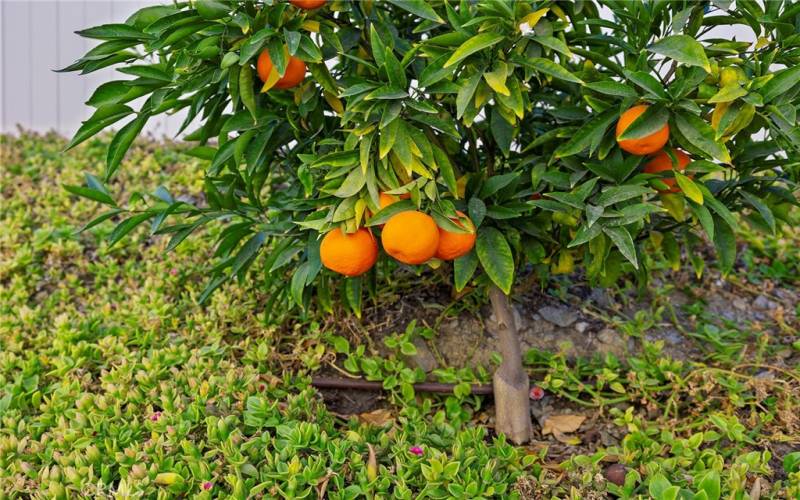 Citrus Trees