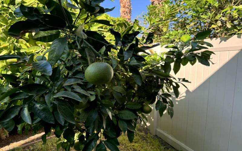 Grapefruit tree