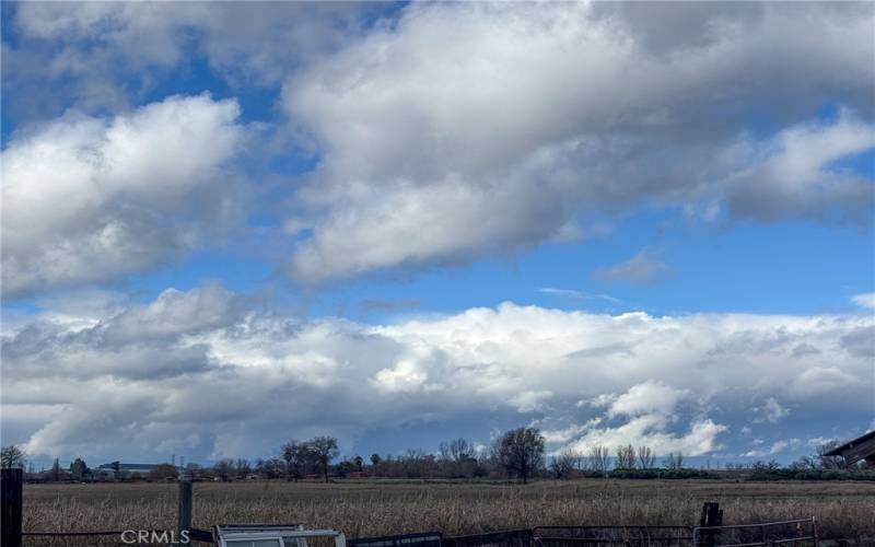 Irrigated pasture