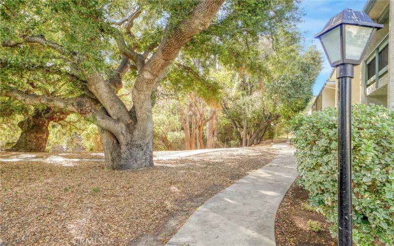 Beautiful Pathway to unit along Creek