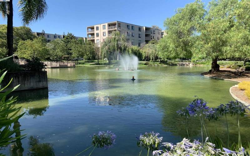 Large Pond / Fountains