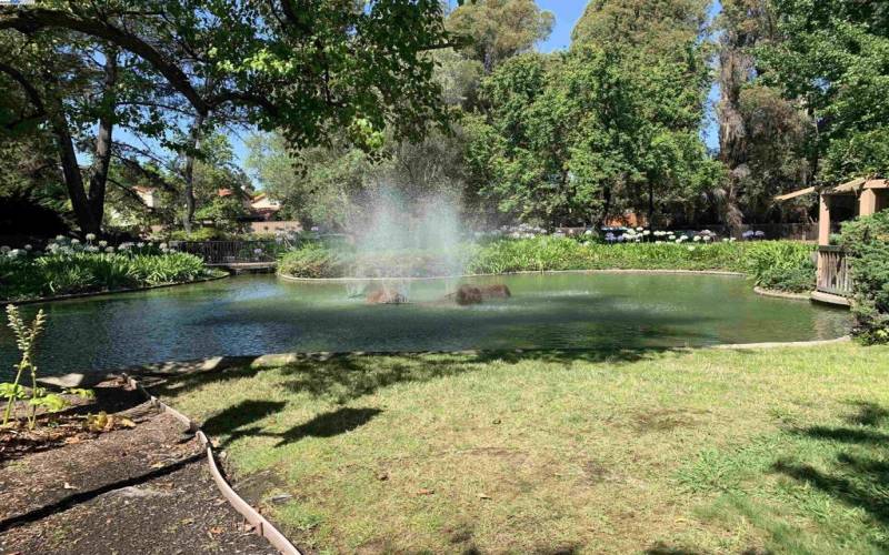 Pond & Fountains