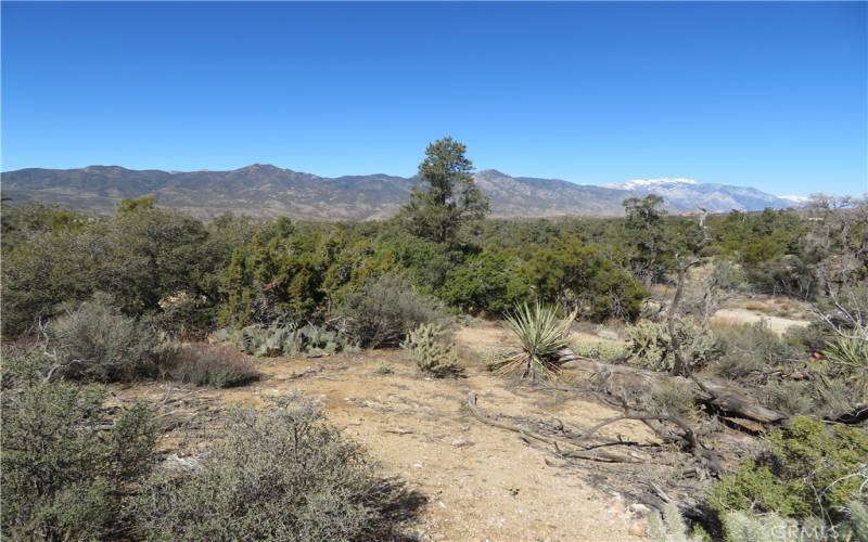 Gorgeous native vegetation