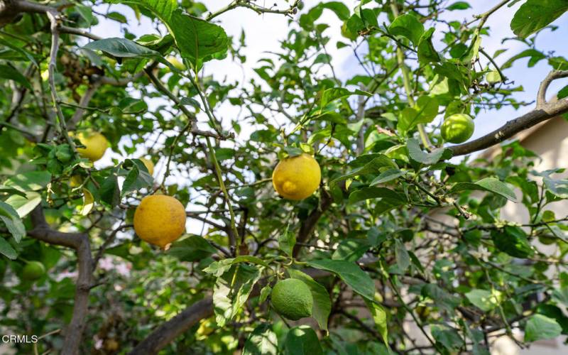 Mature Fruit Trees