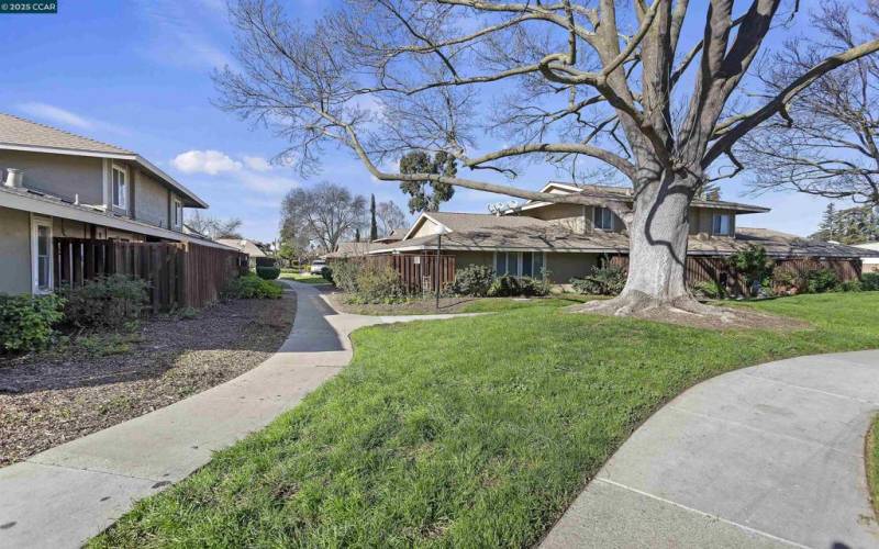 Walking trail, leads to pool .Enjoy the majestic treesmas you walk.