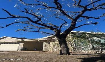 KENTFIELD FRONT YARD TREE