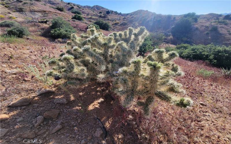 Native Cholla on property