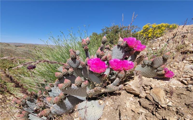 Native Beavertail in bloom