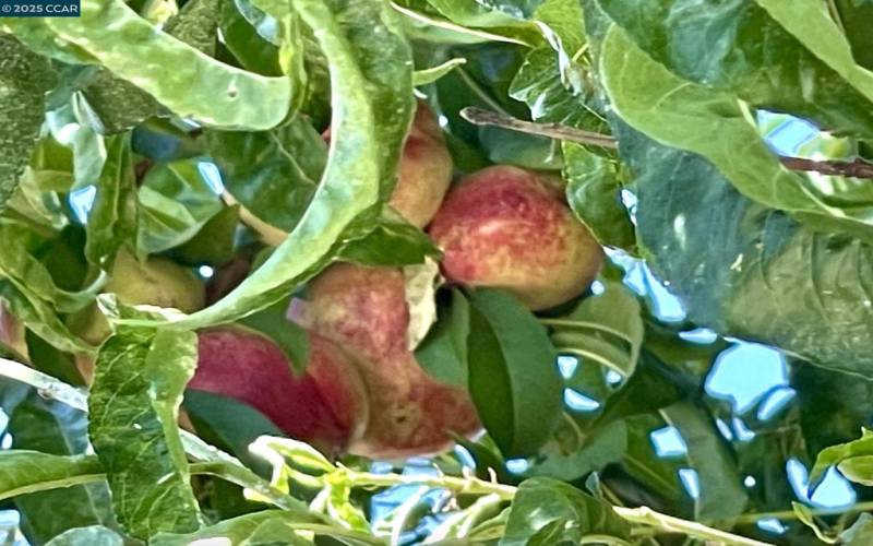 Nectarine tree in front yard