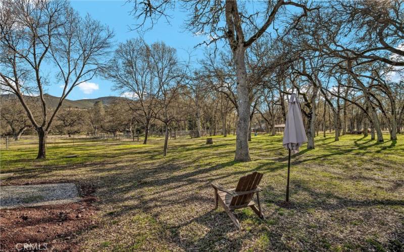 Back yard w/magnificent Oak trees