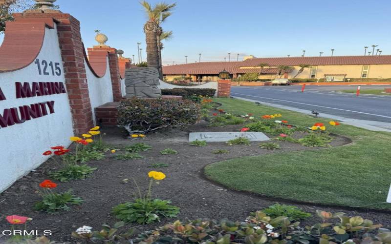 Poppies are in bloom