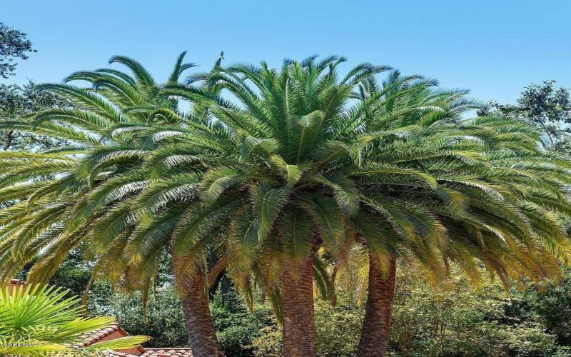80-plus year old palmtrees